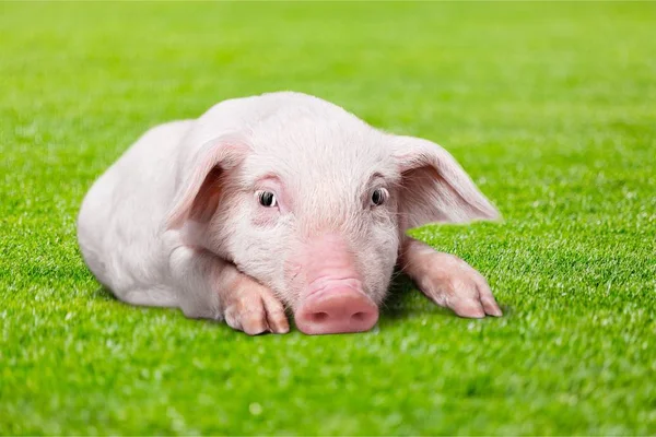 작은 핑크 돼지 — 스톡 사진