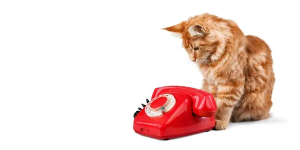 Teléfono retro con gato —  Fotos de Stock