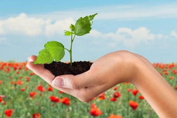 Plante verte dans les mains humaines — Photo