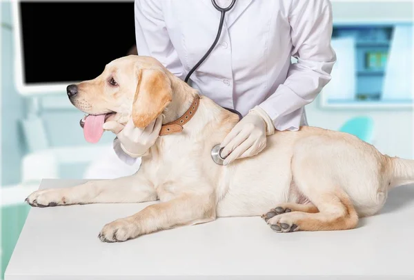 Unga kvinnliga veterinären med hund — Stockfoto