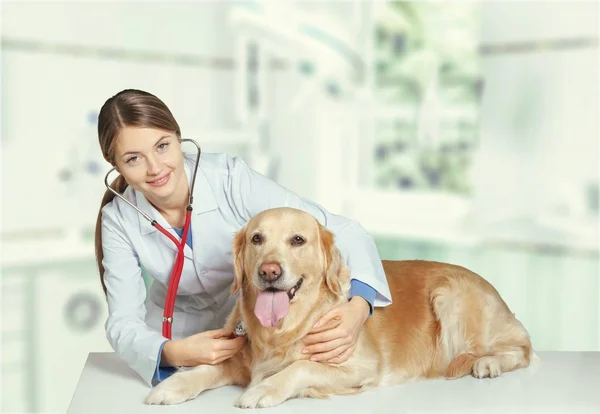 female doctor with dog patient