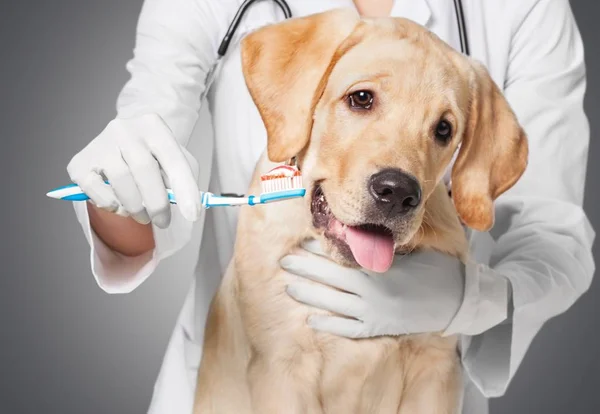 Doctor cepillado diente de perro — Foto de Stock