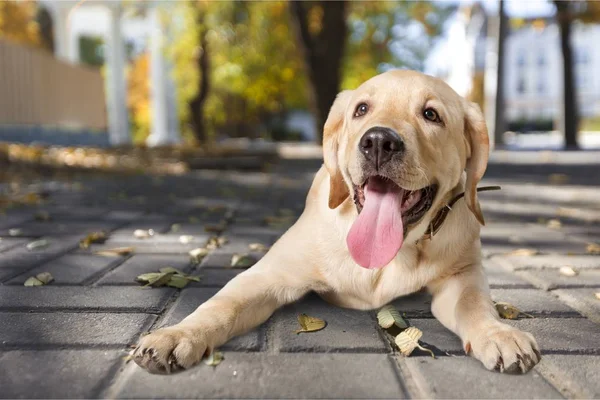 Ładny pies labrador — Zdjęcie stockowe