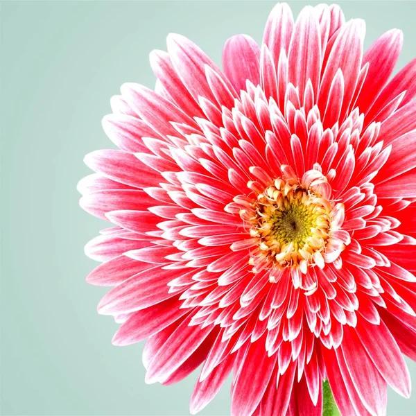 Pink gerbera flower — Stock Photo, Image