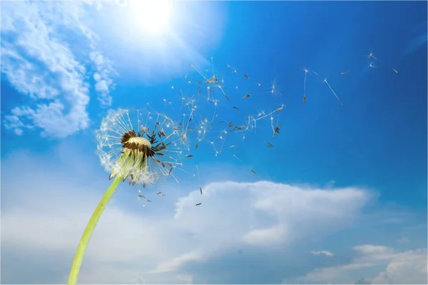 Dandelion with blowing petals — Stock Photo, Image