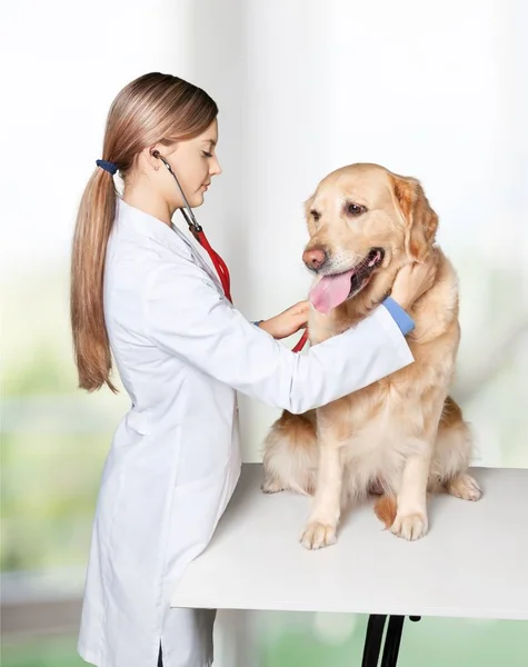 Belo veterinário jovem com cão — Fotografia de Stock