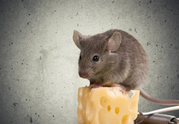 Rato cinzento animal e queijo — Fotografia de Stock