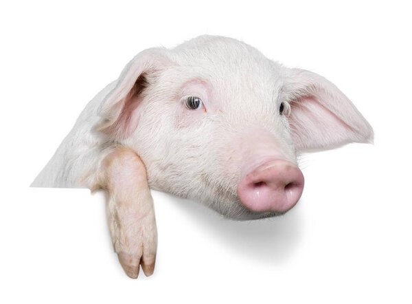 piglet hanging on fence