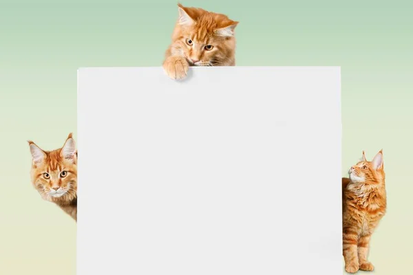 空白記号と猫 — ストック写真