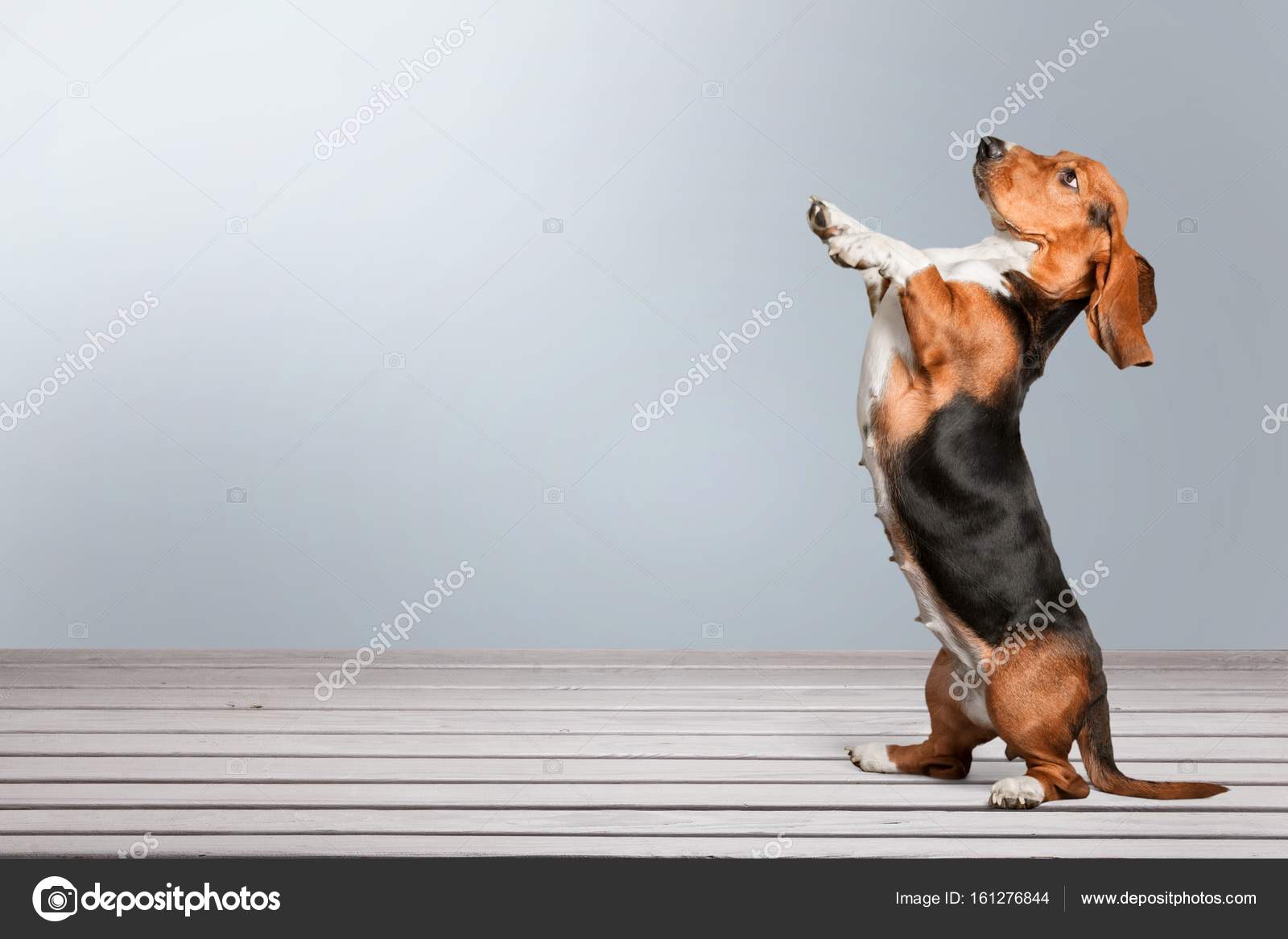 Basset Hound Jack Russell X Beagle Puppies For Sale Small Dog