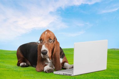 Basset tazı dizüstü bilgisayar ile