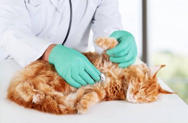 Kedi Veteriner Hekim muayene