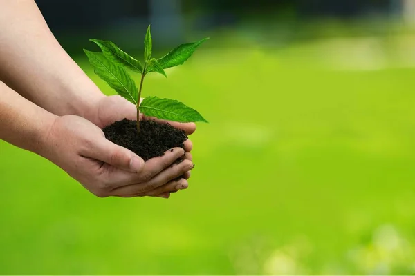 Planta verde con tierra en manos humanas — Foto de Stock