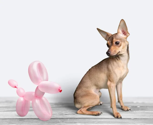 Malý Hnědý Pes Balónu Izolovaných Bílém Pozadí — Stock fotografie
