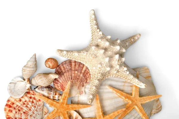 Vackra snäckskal och starfishes — Stockfoto