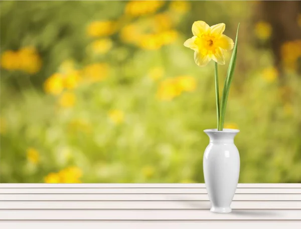 Gele narcis bloem in vaas — Stockfoto