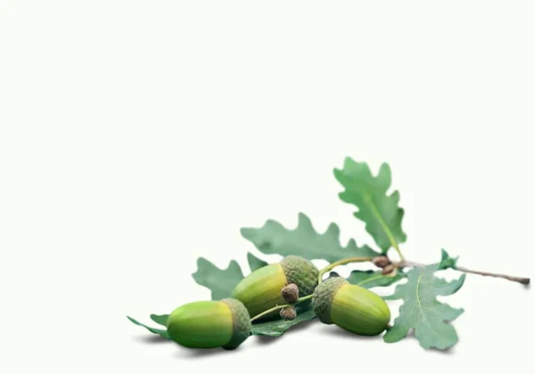 Φρέσκα πράσινα φύλλα και βελανίδια — Φωτογραφία Αρχείου