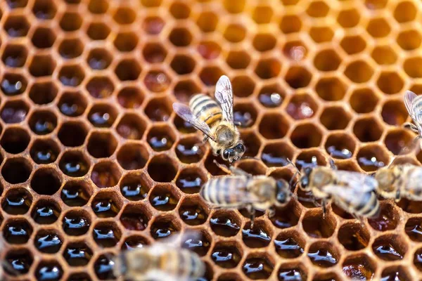 Μέλισσες στο μέλι χτένες — Φωτογραφία Αρχείου