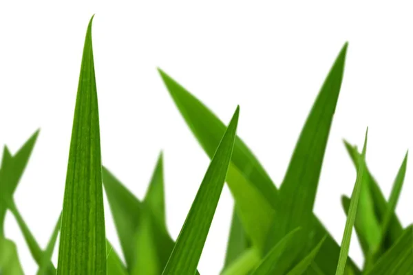 Textura iarba verde — Fotografie, imagine de stoc