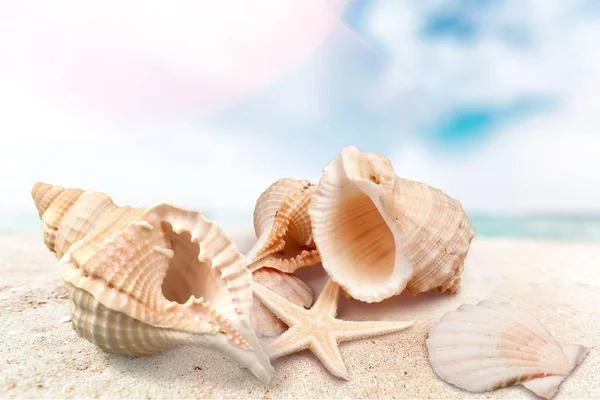 Seashell kumlu sahil üzerinde — Stok fotoğraf