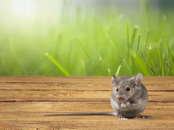 Grigio carino mouse — Foto Stock