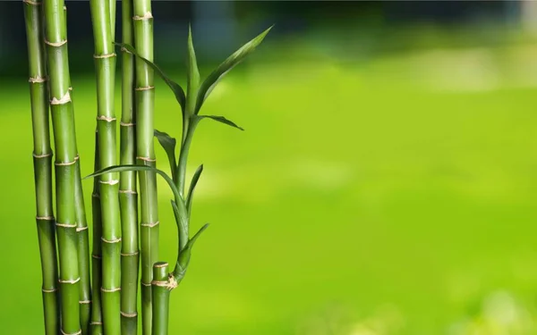 Muitos talos de bambu — Fotografia de Stock