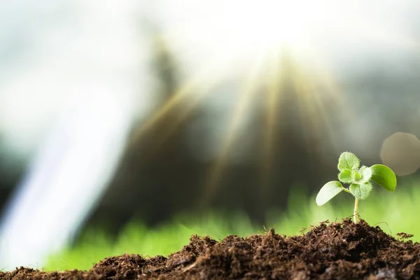 Crecimiento de la nueva vida — Foto de Stock