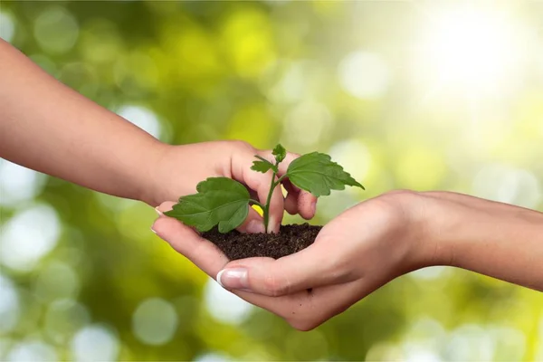 Green Plant in Human Hands — Stock Photo, Image