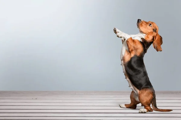 Pequeno cão Jack Russell terrier — Fotografia de Stock