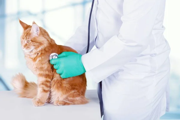 Gato examinado en veterinario —  Fotos de Stock
