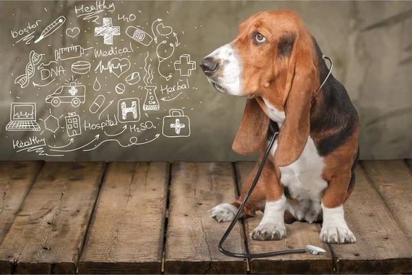 Basset Hound dog — Stockfoto