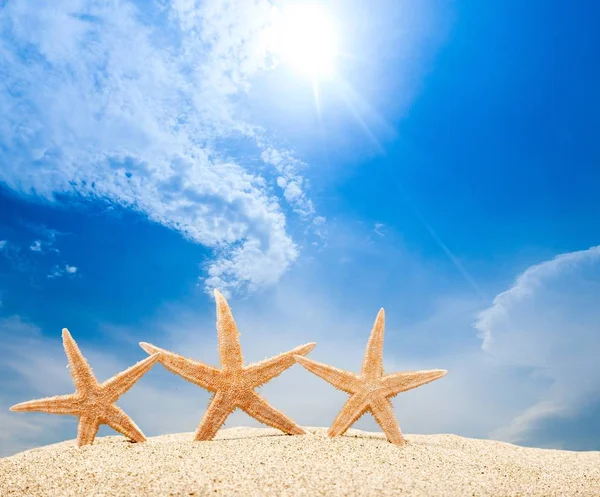 Starfish na areia da praia — Fotografia de Stock