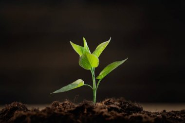 büyüme yeni yaşam