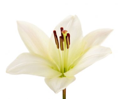 Beautiful white lily