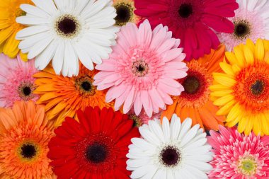 gerbera çiçekleri kümesi 