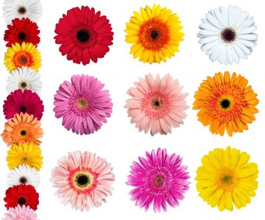 gerbera çiçekleri kümesi 