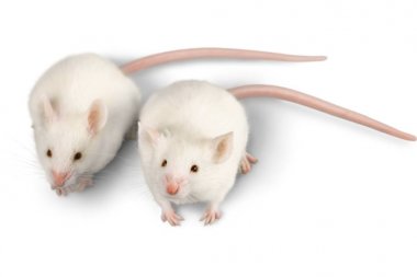 white laboratory rats clipart