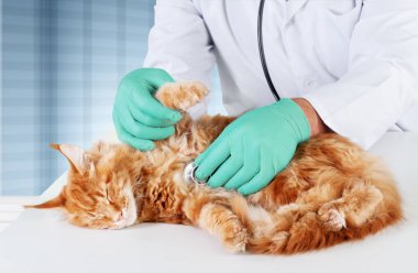 Kedi Veteriner Hekim muayene