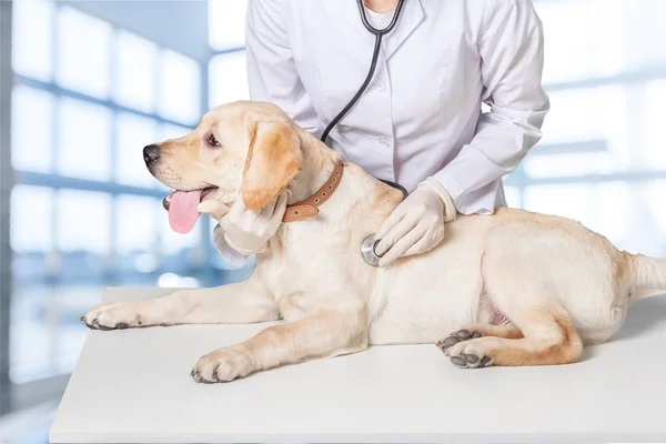 Genç kadın Veteriner ile köpek — Stok fotoğraf