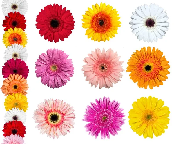 Набір квітів гербери — стокове фото