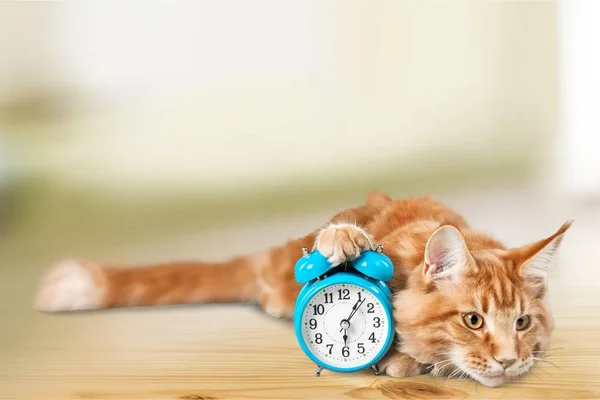 Entzückende rote Katze mit Uhr — Stockfoto