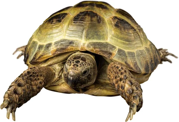 Schildkrötentier auf einem weißen — Stockfoto