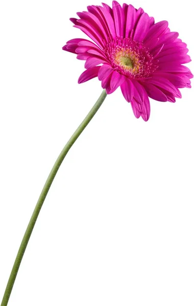 Roze gerbera bloem — Stockfoto