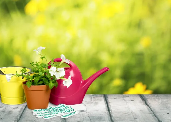 Pot ve Bahçe eşyaları çiçek — Stok fotoğraf