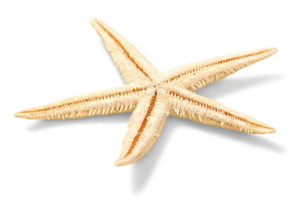 Бежевая морская звезда — стоковое фото