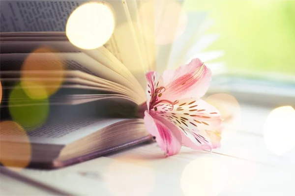 Lilienblüte im offenen Buch — Stockfoto