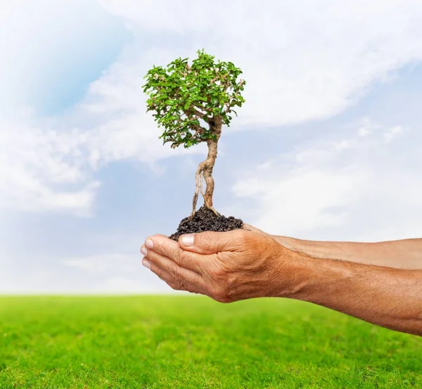 Green plant with soil in hands — Stock Photo, Image