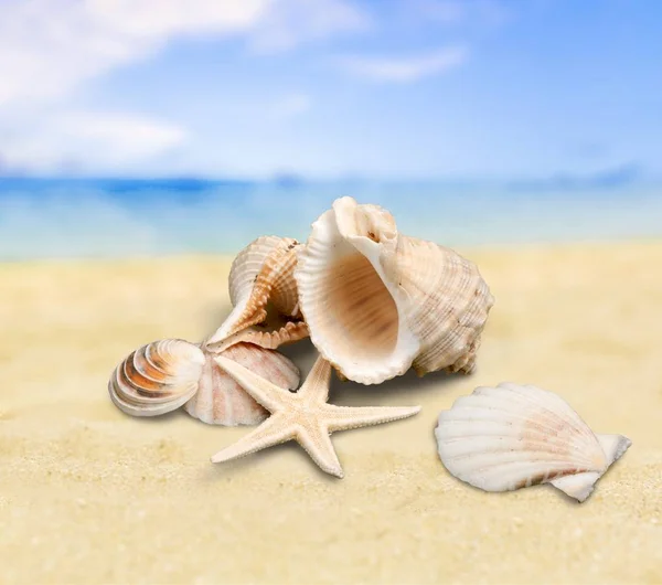 Η Seashell στην αμμώδη παραλία — Φωτογραφία Αρχείου