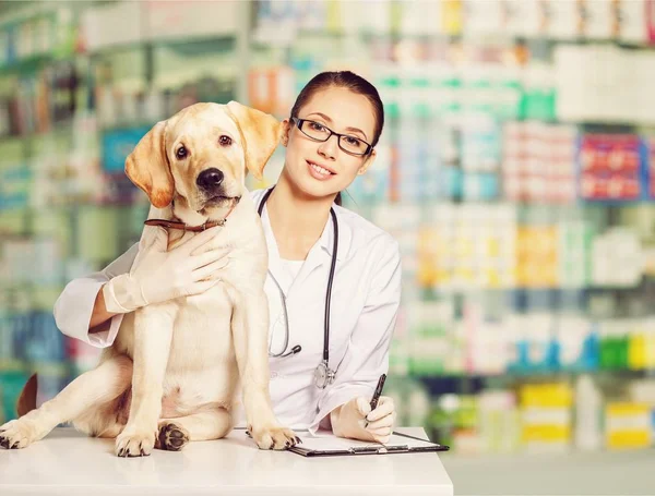 Beau jeune vétérinaire avec chien — Photo