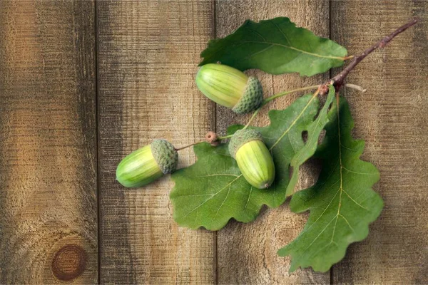 Fresh green acorns — Stock Photo, Image